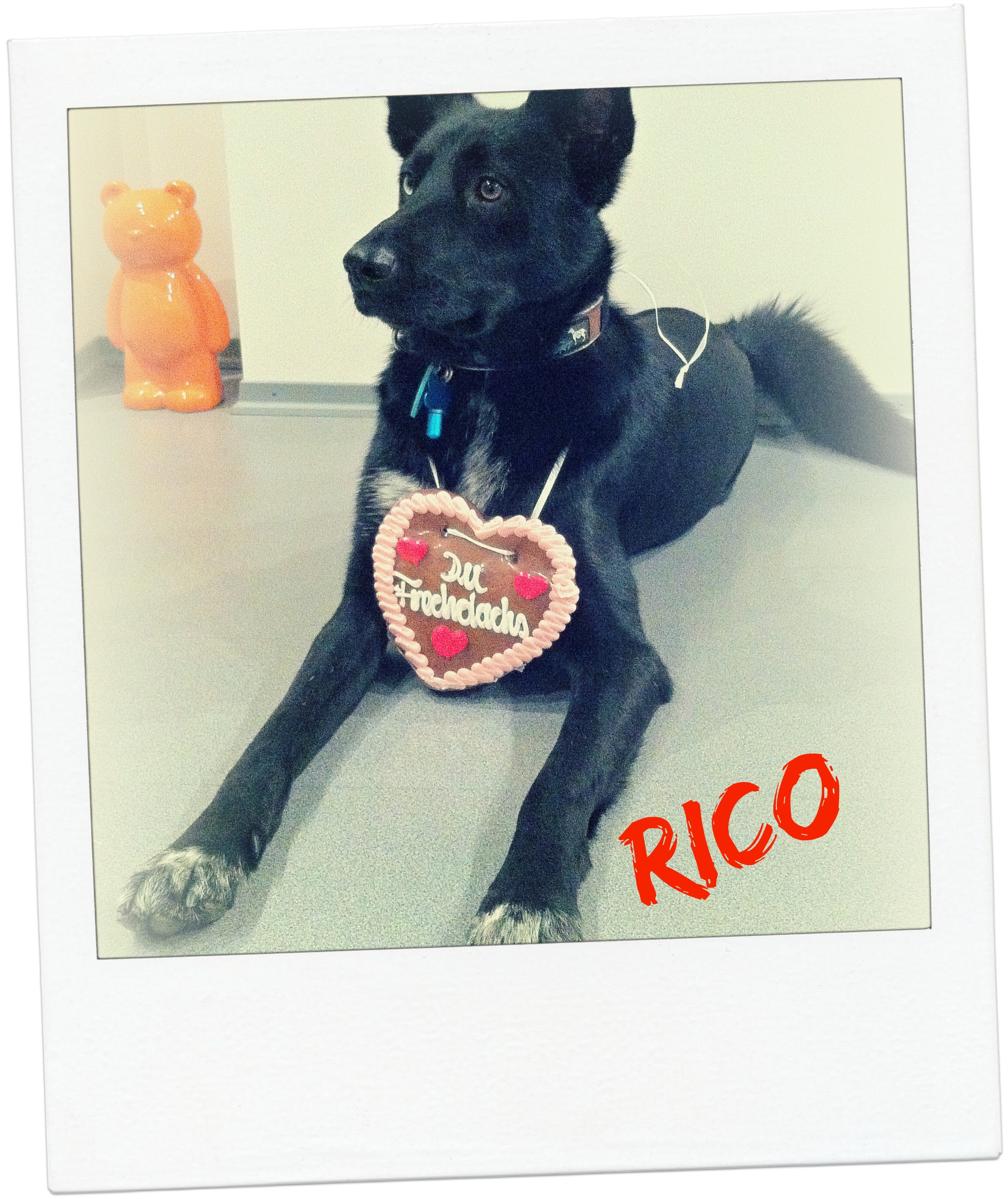 Blog Rico