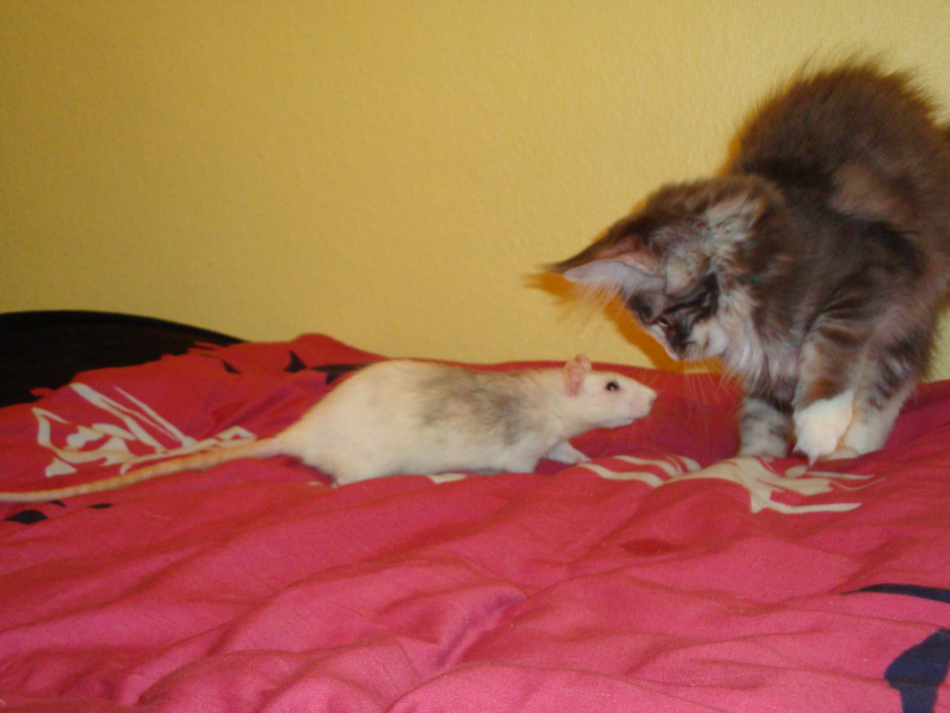 Ratte mit Katze