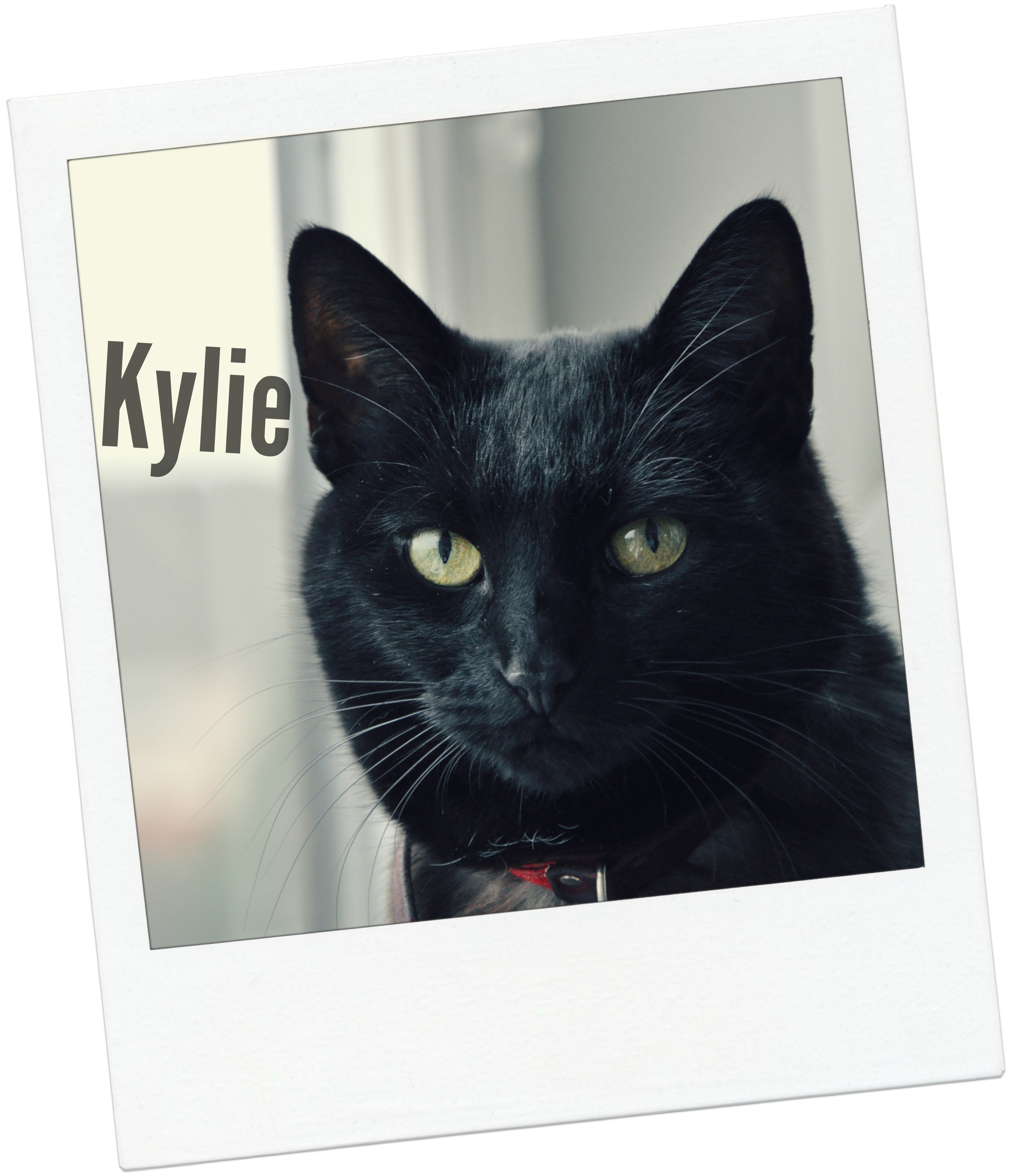 Kylie blog