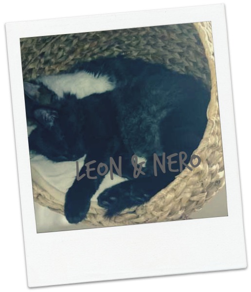 Leon und Nero blog