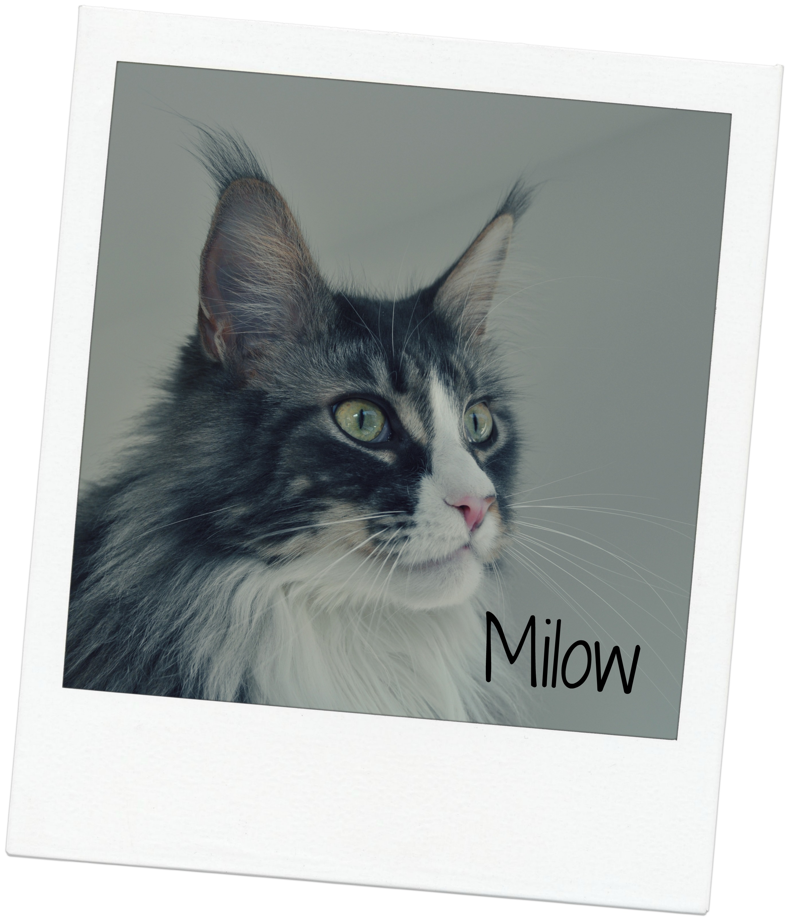 Milow blog