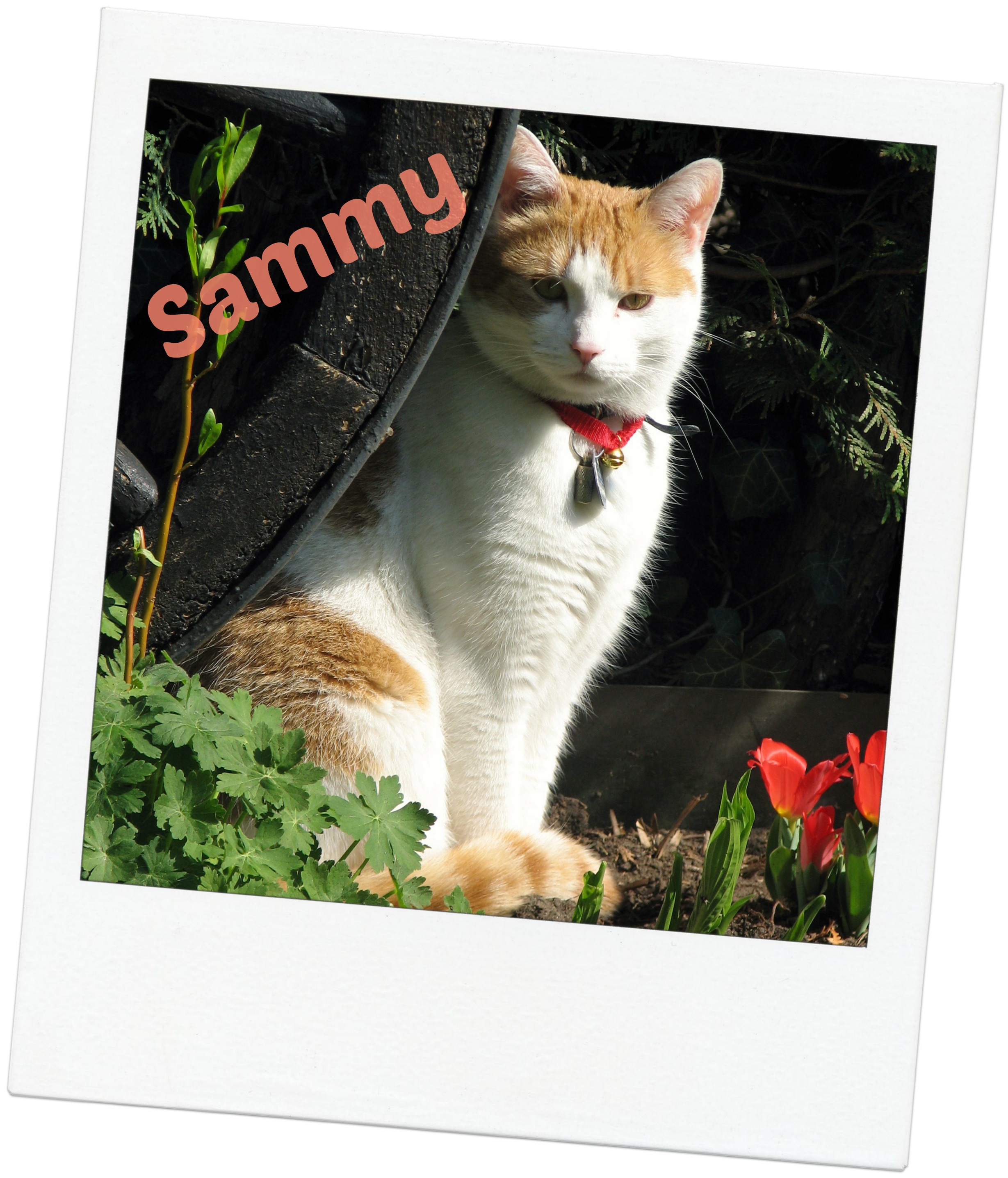 Sammy blog