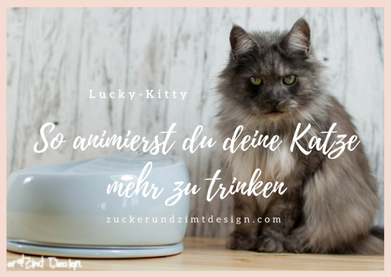 So animierst du deine katze mehr zu trinken.png