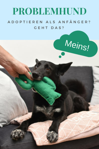 Problemhund als Anfänger-geht das?