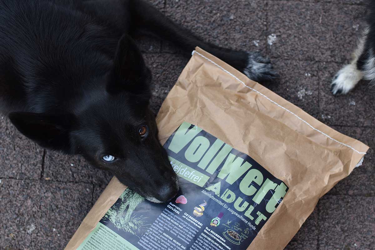 Hund mit getreidefreiem Hundefutter
