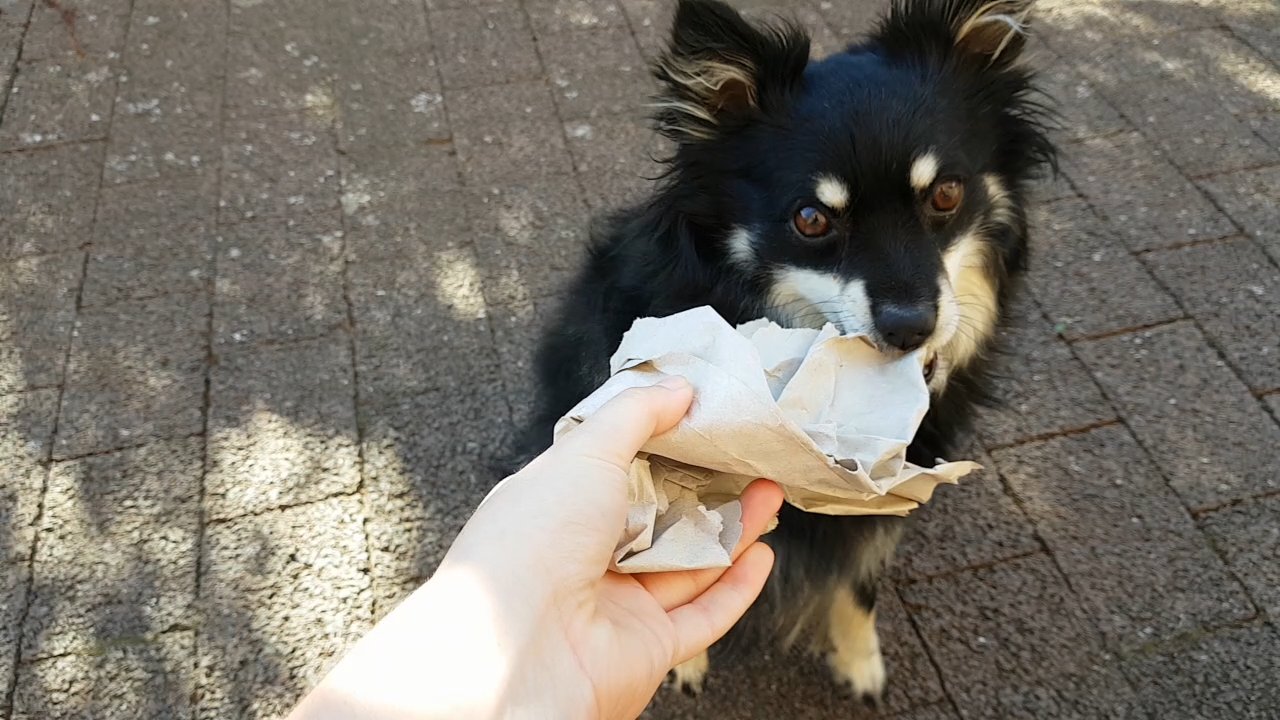 Suchspiel mit Hund und Papier