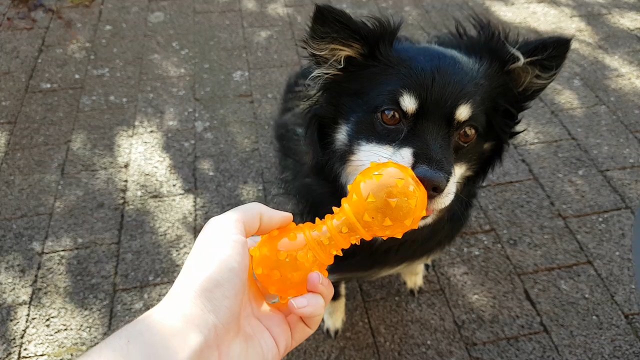 Suchspiel fuer Hund mit Intelligenzspielzeug