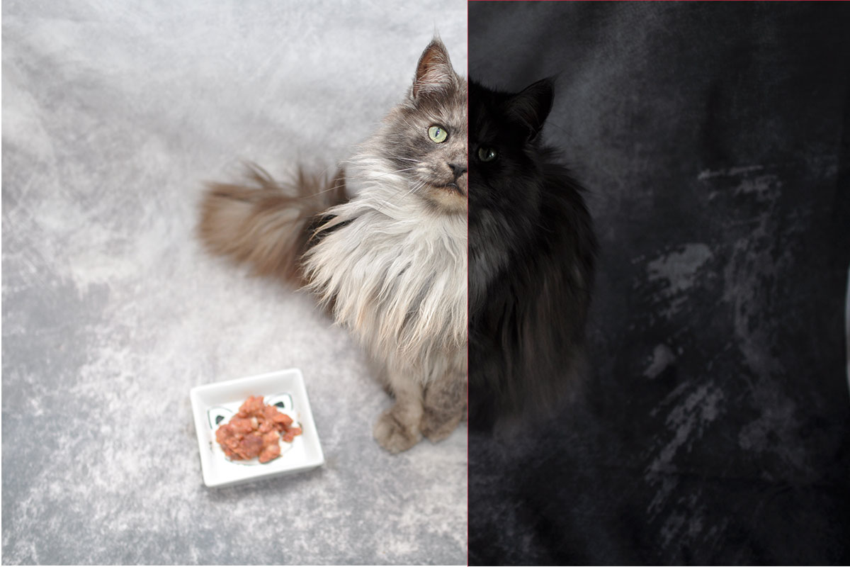 10 Tipps Indoor Fotografie Hund und Katze