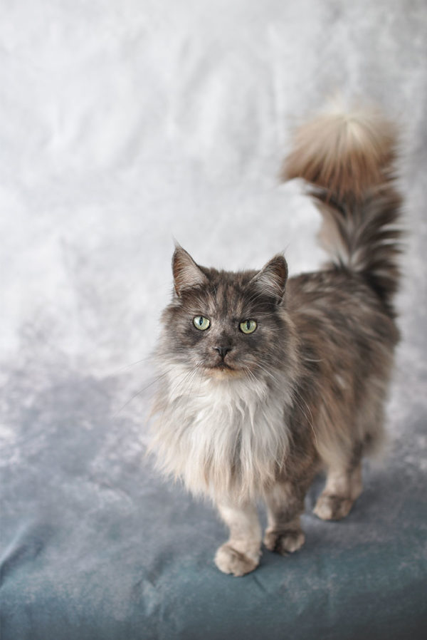 10 Tipps Indoor Fotografie Hund und Katze 10 Tipps Indoor Fotografie Hund und Katze