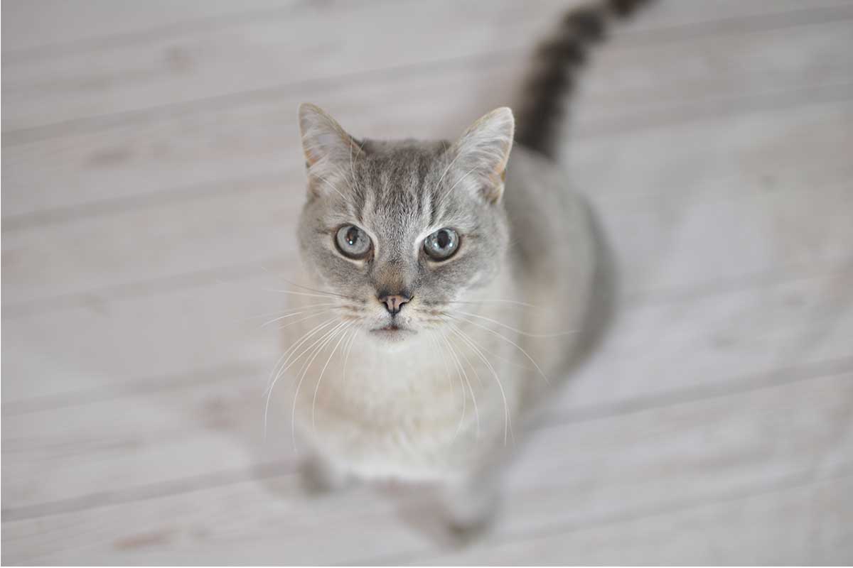 10 Tipps Indoor Fotografie Hund und Katze 10 Tipps Indoor Fotografie Hund und Katze