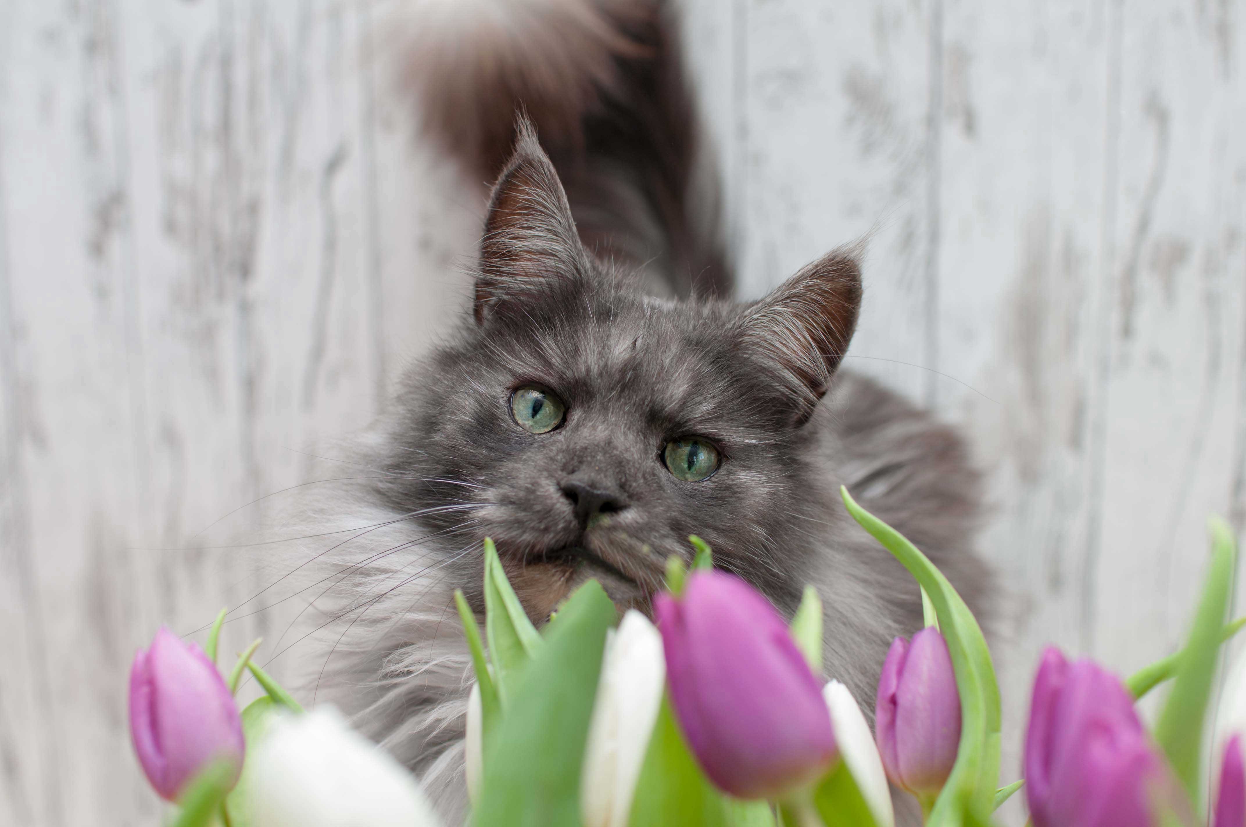 Tipps Katzen und Hunde Fotografie Indoor Fotoshooting mit Blumen