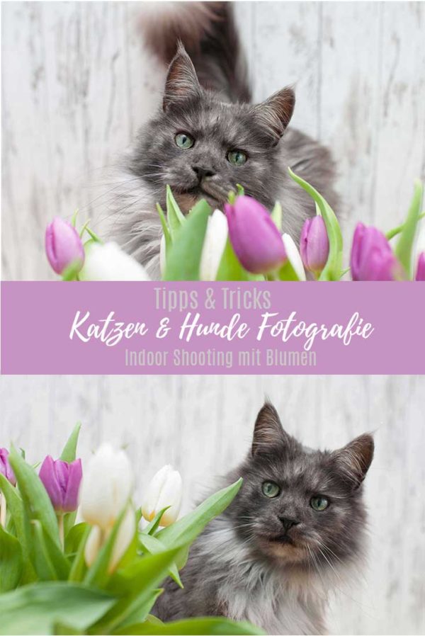 Tipps Katzen und Hunde Fotografie Indoor Fotoshooting mit Blumen