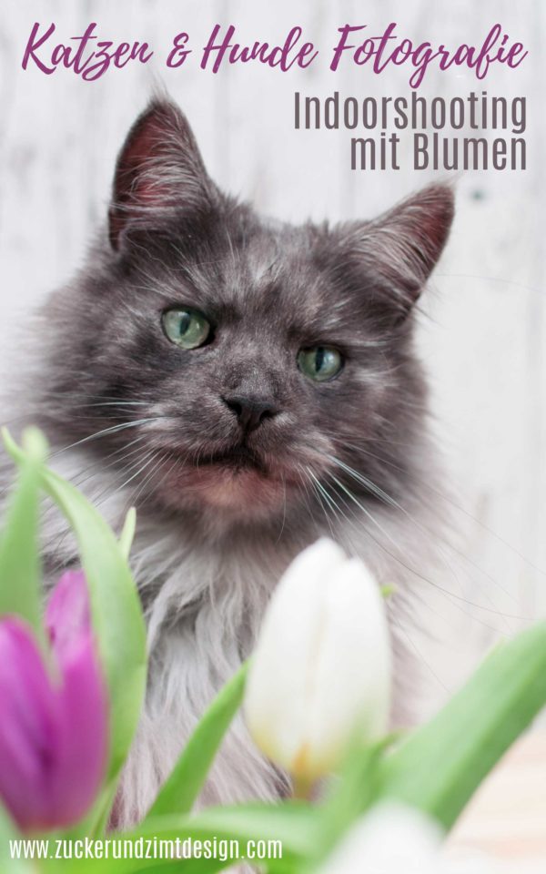 Tipps Katzen und Hunde Fotografie Indoor Fotoshooting mit Blumen