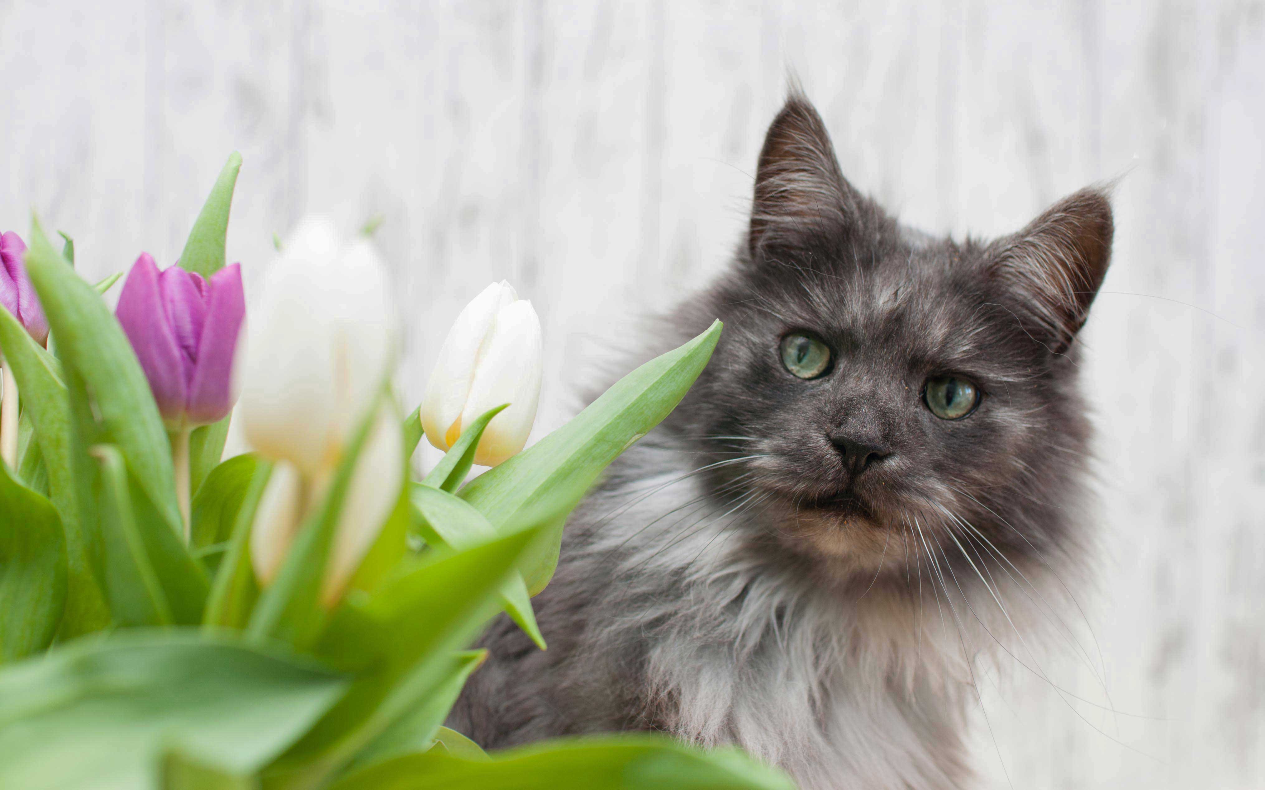 Tipps Katzen und Hunde Fotografie Indoor Fotoshooting mit Blumen