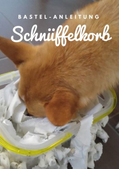 5 DIY Schnüffelspiele / Suchspiele für den Hund