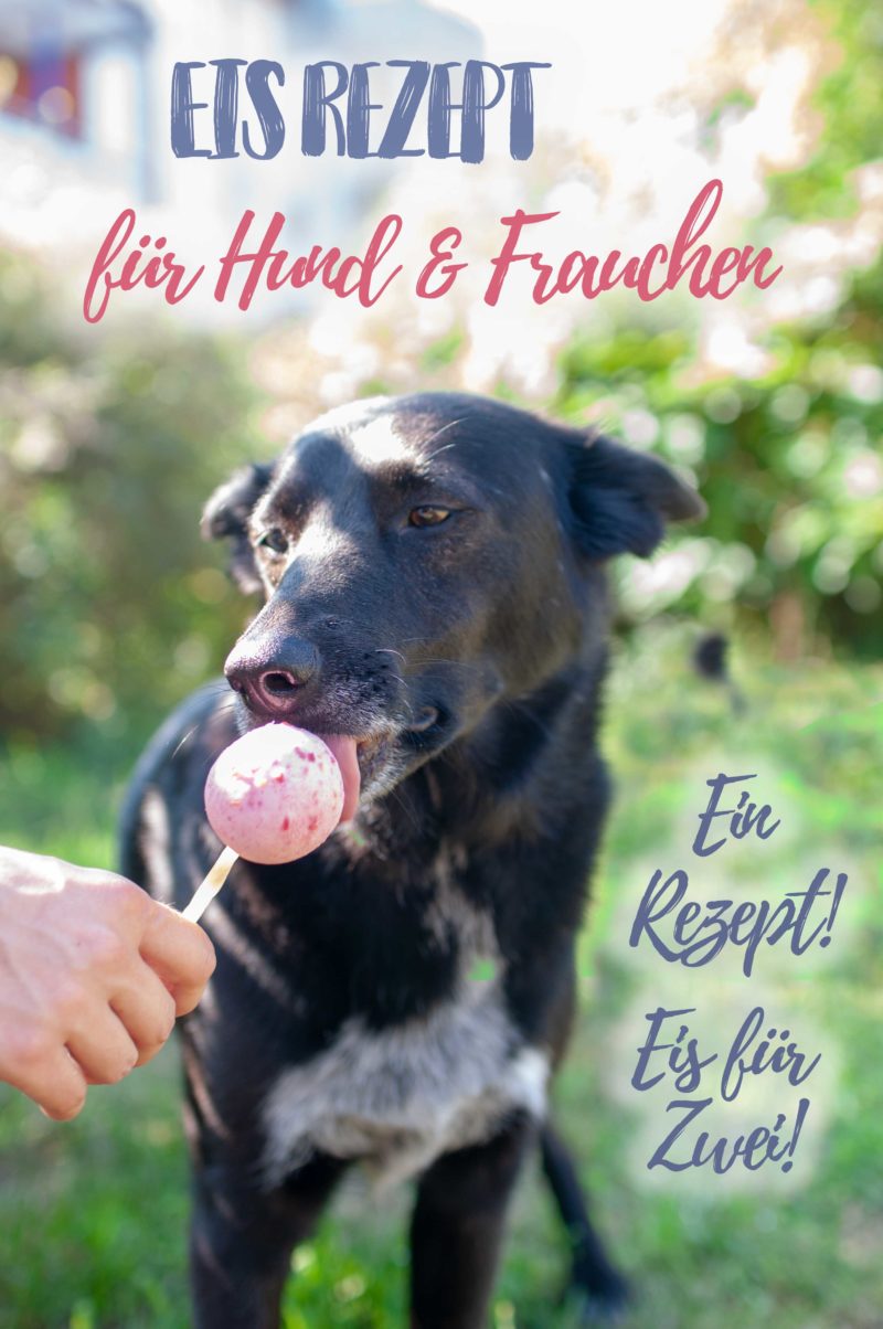 Hundeeis - Eis Rezept für Hund und Frauchen