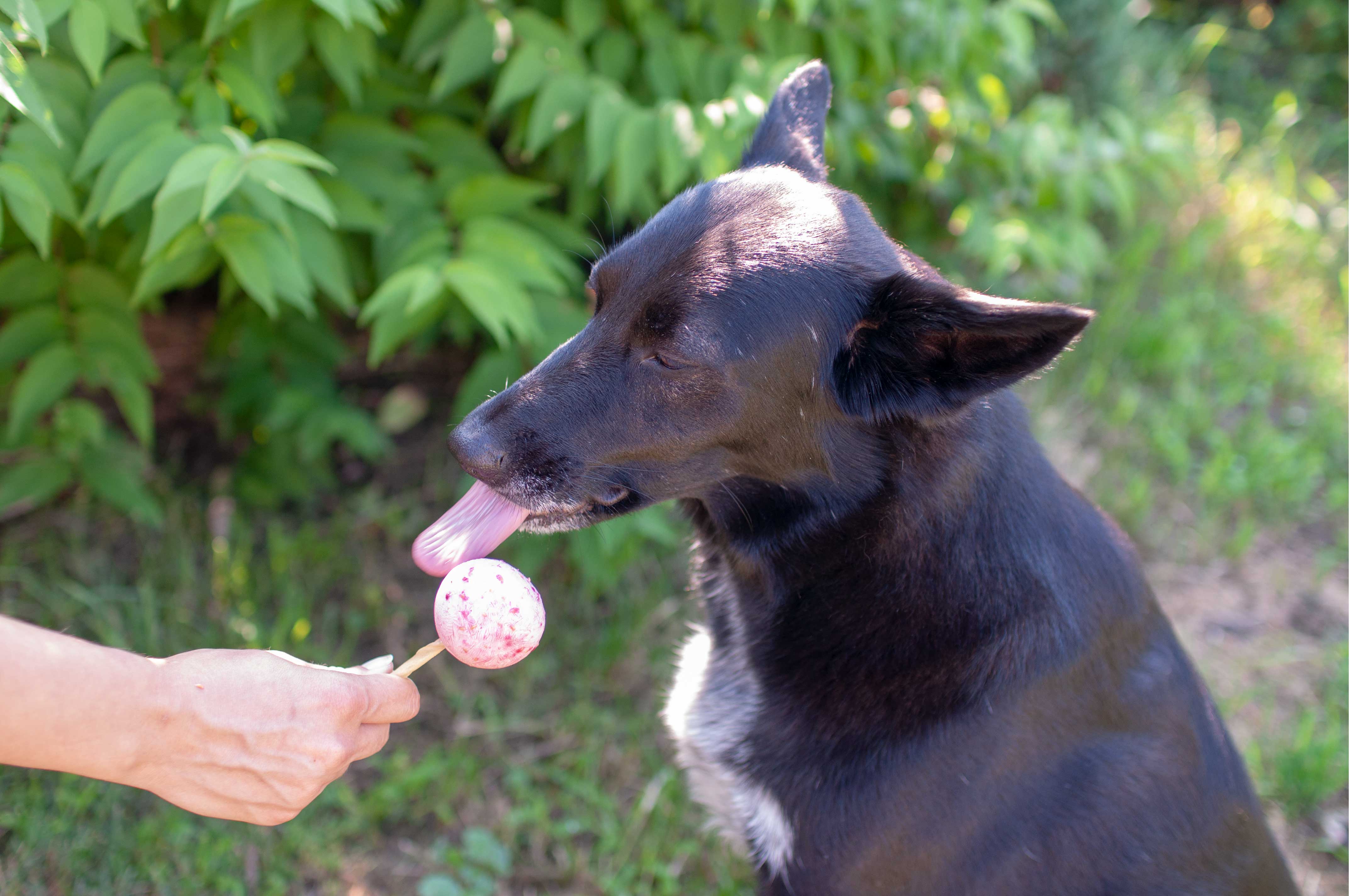 Hundeeis - Eis Rezept für Hund und Frauchen