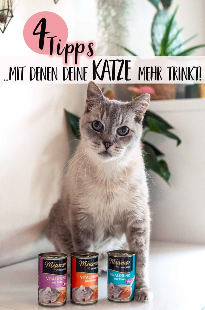 Tipps mit denen deine Katze mehr trinkt mit DIY Tutorial für bemalten Napf im Katzendesign - www.zuckerundzimtdesign.com