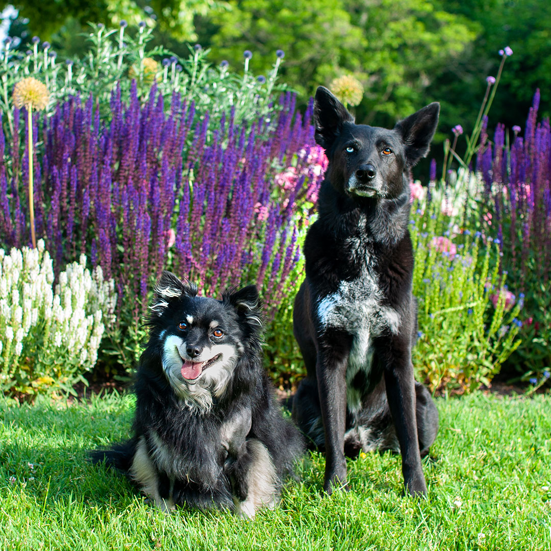 Hundefotografie Tipps für den Sommer gegen Hechelfotos_zuckerundzimtdesign.com