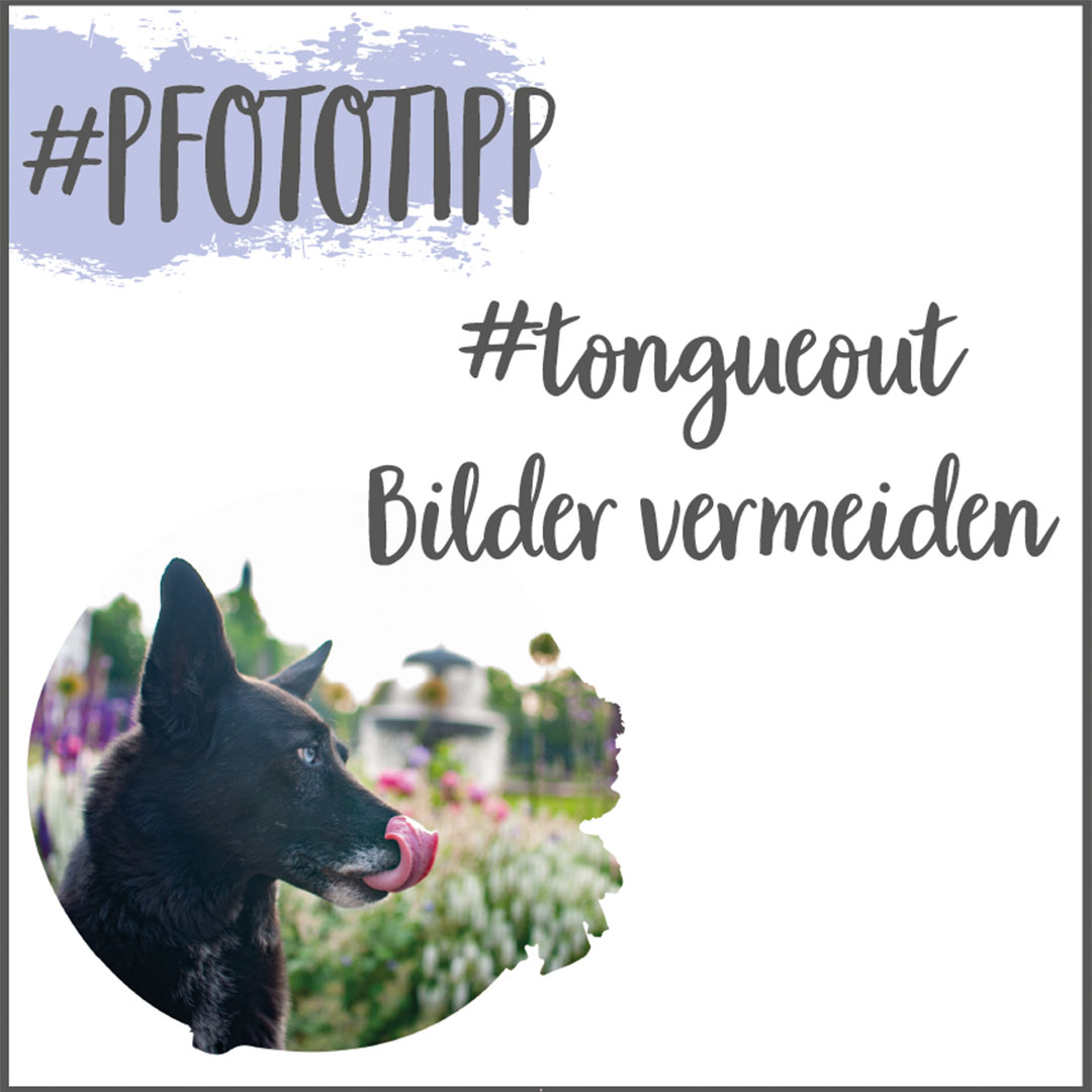 Hundefotografie Tipps für den Sommer gegen Hechelfotos_zuckerundzimtdesign.com